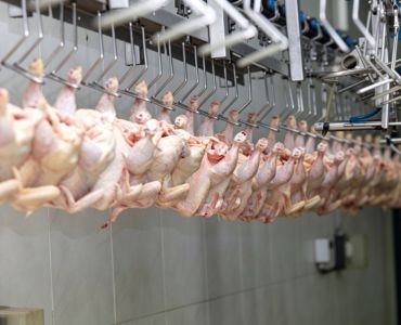 Chicken Cold Room